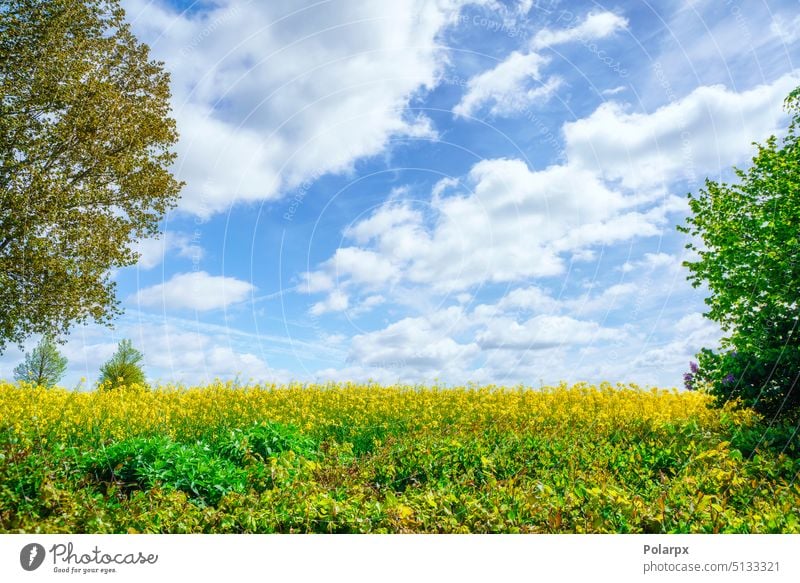 Yellow golden canola field in the summertime scene agricultural sun land organic rapeseed field agriculture field ecology energy environmental industry day