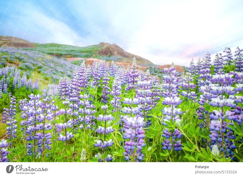 Lupin flowers in wild nature blooming in the spring vibrant foliage sunny day bouquet lupines vivid leaf sunlight closeup macro sky season grass outdoor