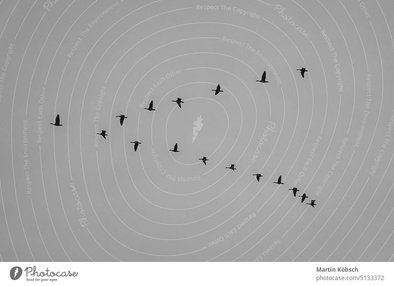 Cranes moving in formation in the sky. Migratory birds on the Darss. migratory bird Zingst V formation wilderness nature fly Baltic Sea observe autumn sun cloud