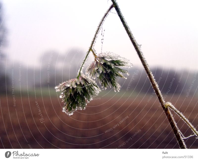 quite cold Plant Flower Winter Damp Frost Ice Landscape Nature feed