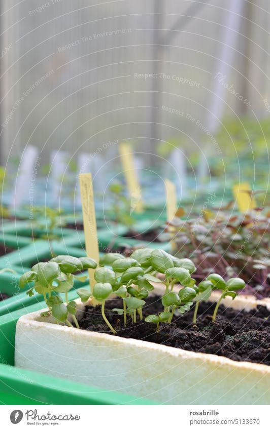 close to nature | preplanting plants for the garden 2 Breed Lettuce Nutrition Vegetable Farm fresh start Garden New youthful Vegetable bed Pepper plant