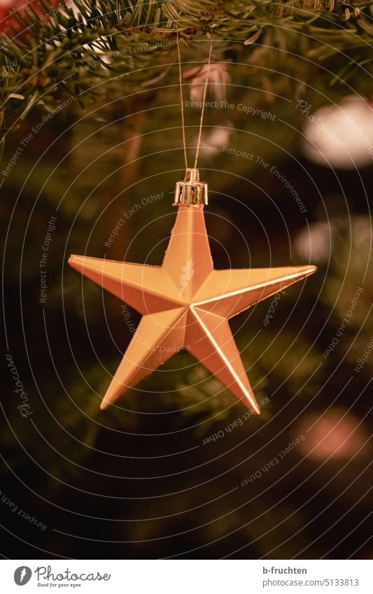 Poinsettia on the Christmas tree Christmas star Christmas & Advent Christmas decoration Decoration Star (Symbol) Stars Feasts & Celebrations Moody Festive