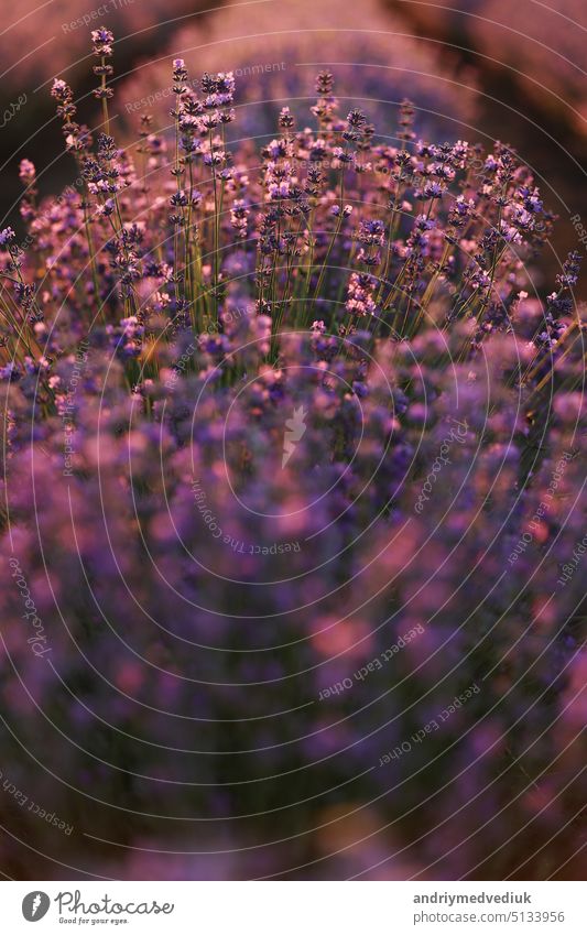 close up of bushes lavender blooming scented fields on sunset. lavender purple aromatic flowers at lavender fields of the French Provence near Paris.