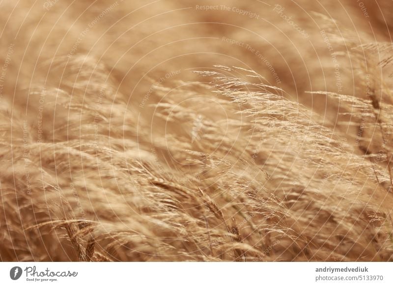 Natural background. Golden dry grass slightly moving in the wind. Autumn natural background. nature environment field plant reed season wild yellow agriculture