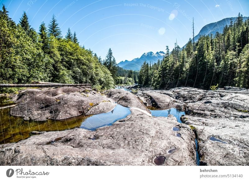 vancouver island Rock Riverbed Nature Landscape Forest trees British Columbia Water Adventure Canada North America Vancouver Island Vacation & Travel