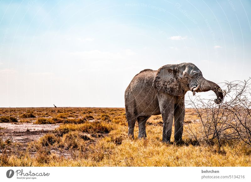 giraffe far away Tusk Ivory impressive Animal portrait aridity Animal protection Love of animals Savannah Grass Impressive especially Vacation & Travel