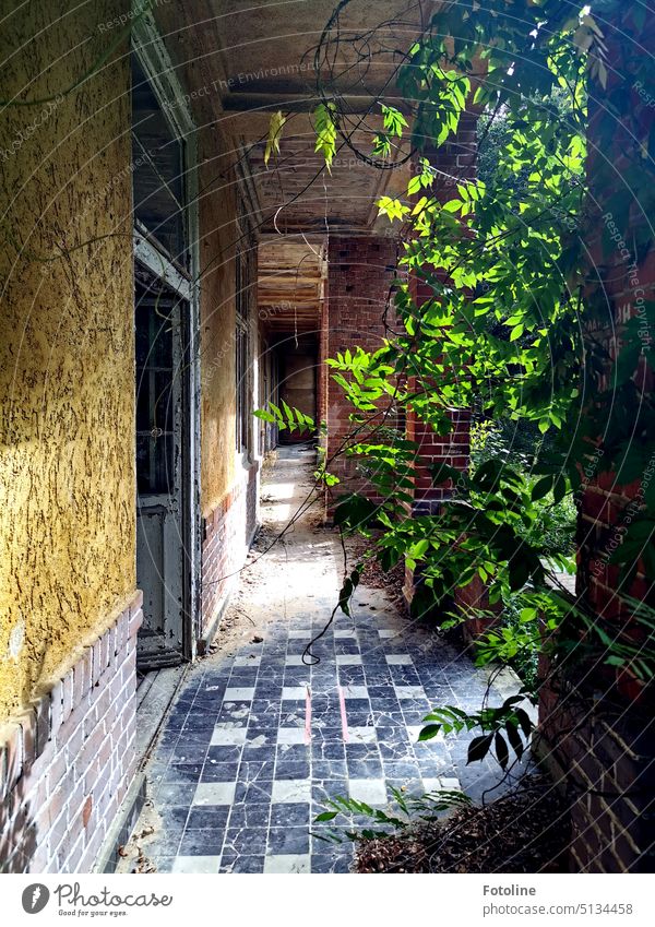 The Grabower Heilstätten! A lost place full of secrets. The patio doors of the patients' rooms lead onto this terrace, which is slowly overgrown by plants.