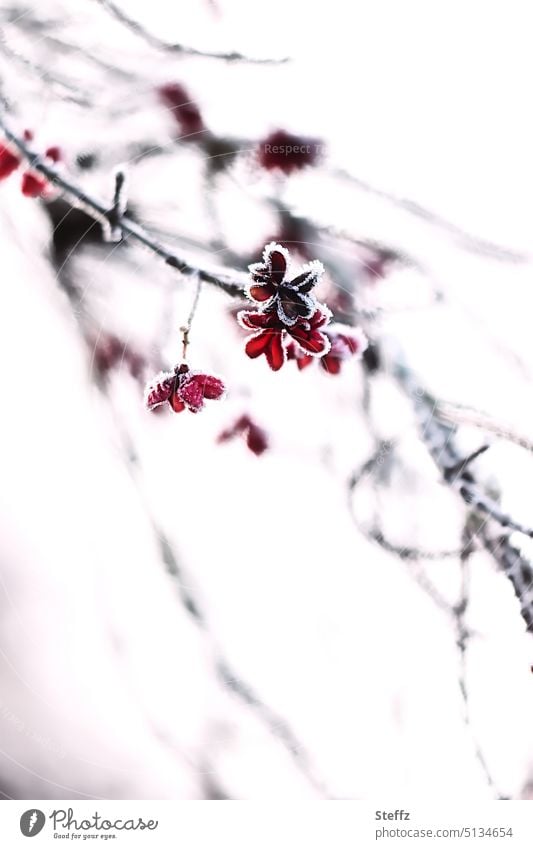 Peacock in frost Common spindle Little Peacock Hat Winter branches Hoar frost Frost Freeze Ice Birdseed chill Frozen Cold Red White December fruits