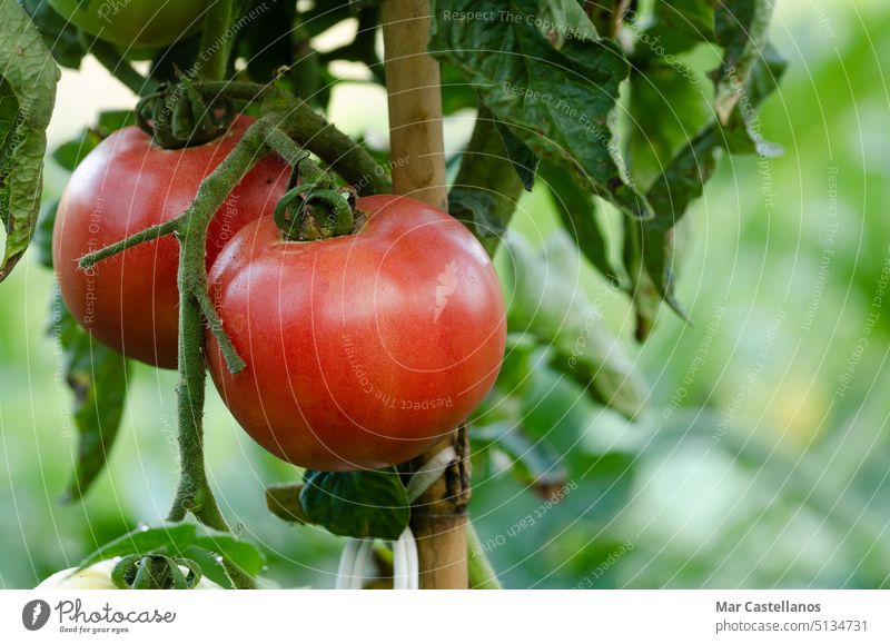 Tomato plant with red fruits with out of focus background. Copy space. tomato vegetable garden natural eco ripe tasty appetizing vitamins vegan leaves growing