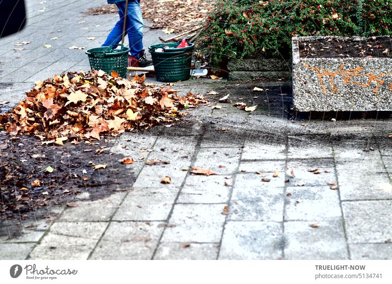 City gardener removes autumn leaves from the beds and from the sidewalk and collects them in baskets for removal Autumn Autumn leaves Collect leaves Footpath