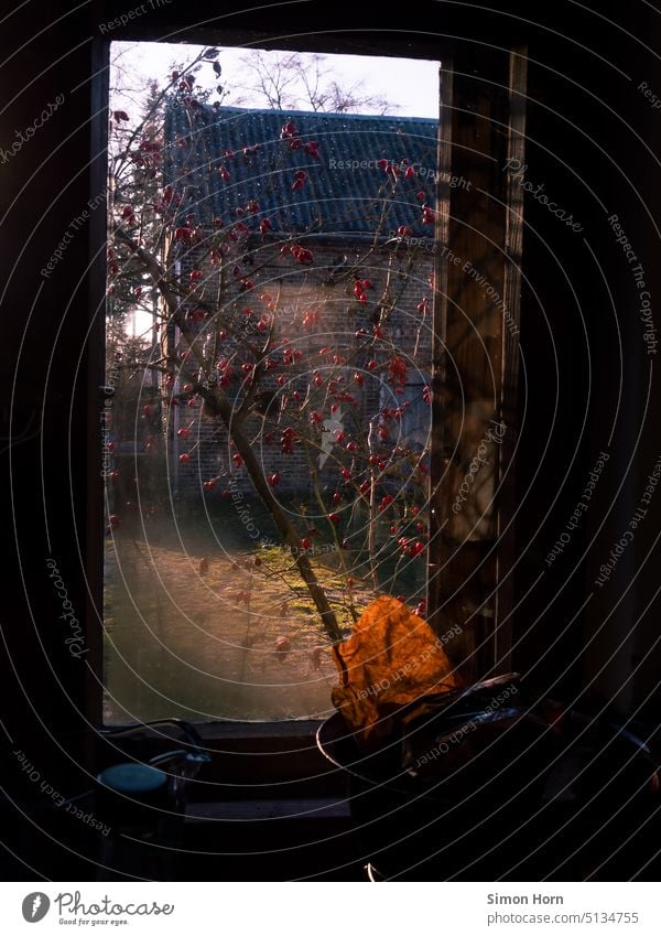 Rose hips in front of a window Window Looking Courtyard Idyll Backyard Village Sunlight outlook in front of the window Meditative Calm Vicinity rose hip shrub