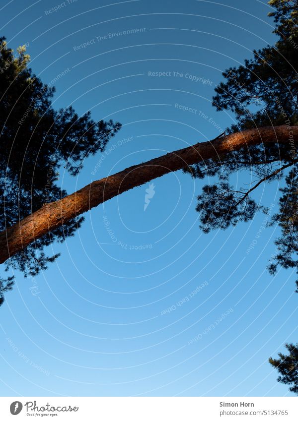 ladder to heaven Connection Tree trunk balance Bridge Sky Blue Lanes & trails clear Perspective Intersection