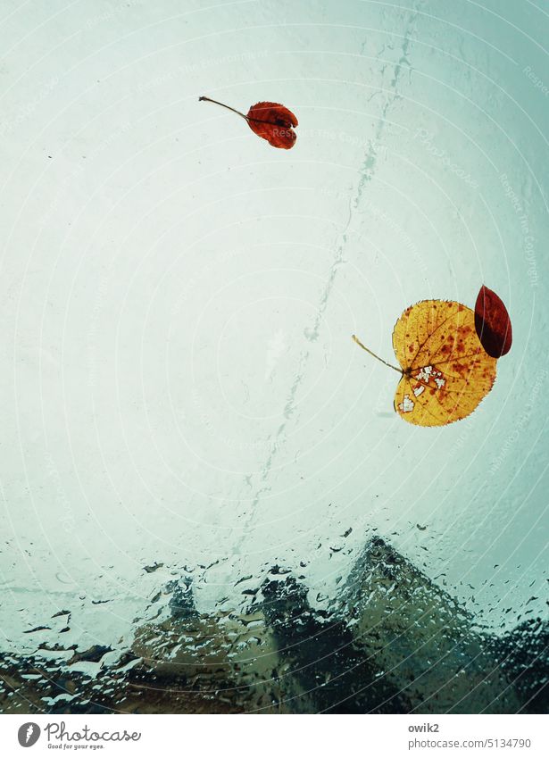 autumn blues Autumn leaves Fallen Stick Car roof Together Leaf Colour photo Rachis Glass Rain Weather Sky Detail Nature Environment Transience Wet