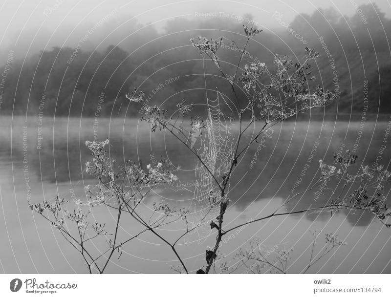 Lontano Yarrow Plant naturally Water River bank Moselle Moselle valley Rhineland-Palatinate Idyll Mosel (wine-growing area) Nature Fog Mysterious somber Autumn