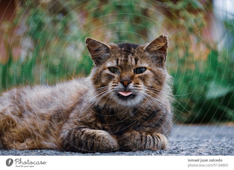 beautiful stray cat portrait looking at the camera pet kitty kitten feline domestic street whiskers animal head eyes ears hair nature cute beauty cat eye