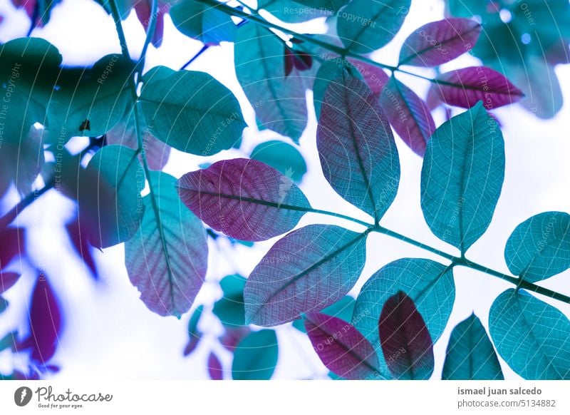 blue tree leaves in the nature in winter season branches blue leaves blue color blue background leaf natural foliage textured outdoors beauty fragility