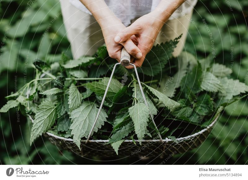 Stinging nettle in basket stinging nettle Nettles Nettle Leaf Plant Garden Gardening garden Pick amass Gardener plants Nature Leisure and hobbies Environment