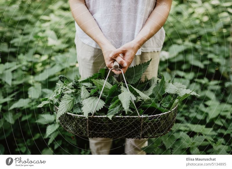 Stinging nettle in basket stinging nettle Nettle Leaf nettle tea Gardener amass Plant Foliage plant green background Green thumb Growth Gardening Environment