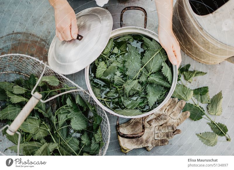 Nettle in pot stinging nettle nettle tea Nettle Leaf Gardening out Watering can Nature Plant Leisure and hobbies Gardener Green Environment Spring do gardening