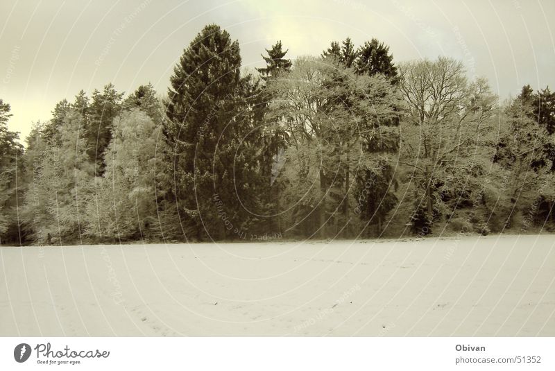 winter forest Winter Snow Winter vacation Nature Landscape Plant Sky Clouds Weather Bad weather Tree Forest Cold Gloomy Gray Black White Fir tree Twilight