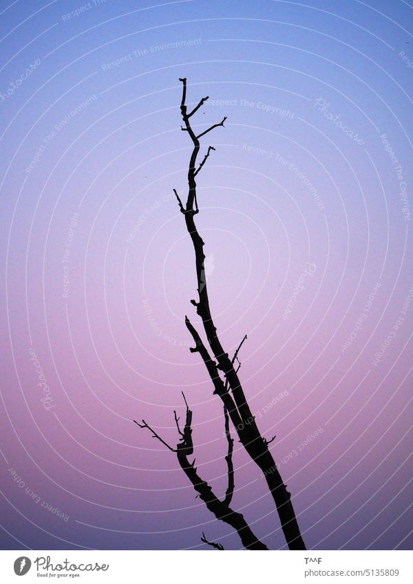 Dead tree against purple evening sky dead tree dead wood standing deadwood Log Sky purple sky Abendstmmung Evening Sunset Red sky afterglows Dusk Sunrise Dawn