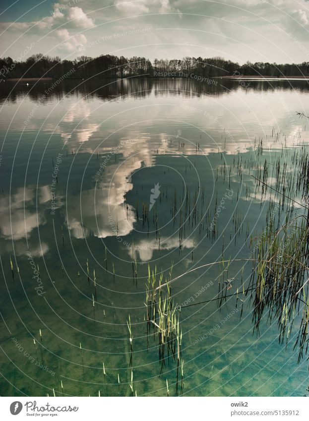 three-day beard Lake Lakeside aquatic plants stubbles stems flooded Calm Water reflection Reflection Surface of water Clouds Sky Nature Idyll Exterior shot