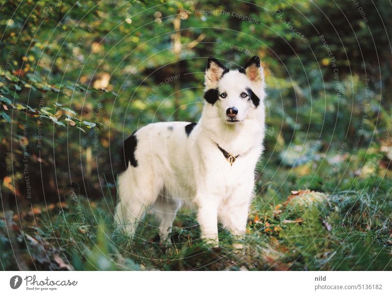 Forest pool with dog Dog dog portrait Pet Animal Animal portrait Colour photo Exterior shot Cute Day Looking Shallow depth of field Observe Love of animals