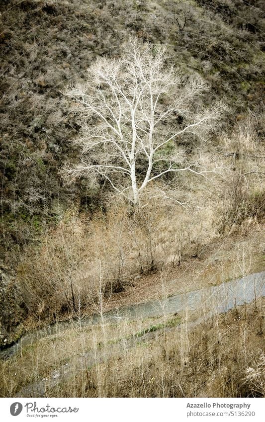 Winter landscape with a small river and a birch. autumn beautiful branch brook channel cold colors countryside day dead dry ecological ecology environment