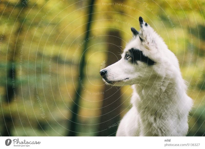 Elegant black and white dog in forest Dog portrait animal portrait out Animal breed of dog Purebred dog Forest Shallow depth of field dog portrait