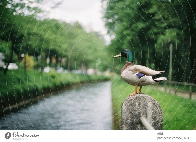 Mallard drake at Isar canal near Munich Drake River Duck Bird Wild animal Exterior shot Animal portrait Colour photo wild Brook bank Avenue Analogue photo Kodak