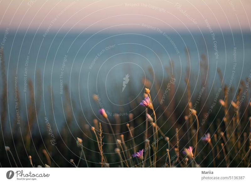 Wild flowers on the Black Sea coast wild flowers Coast Meadow Plant Environment Nature Summer Water Landscape Relaxation Close-up bokeh Bokehe effect Idyll Sky