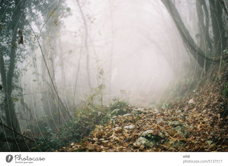 Thick fog in autumn forest Forest forest path Autumn Landscape Nature Tree Deserted Hiking Relaxation Loneliness Light Lanes & trails trees Footpath