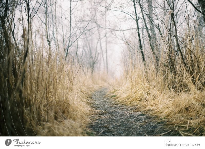 Narrow path in winter landscape chill Hoar frost Winter Lanes & trails Vorarlberg Old Rhine Fog foggy Foggy landscape Winter mood Deserted Nature Frozen