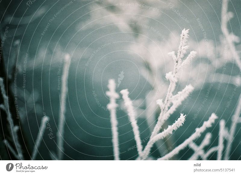 Hoarfrost on a small branch in detail Hoar frost Winter Exterior shot chill cold snap Nature Winter mood Frost Frozen winter Plant Ice crystal Close-up Branch