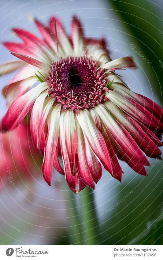 Red and white gerbera, inflorescence Gerbera Hybrids variety blossom Close-up Plant Flower Ornamental flower from South Africa composite asteraceae