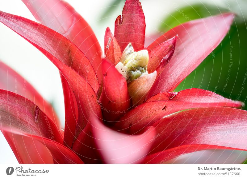 Flowering bromeliad with red bracts Bromelia inflorescence Blossom blossom funnel-shaped from South America Pineappleweed Bromeliaceae rosettig enduring shrub