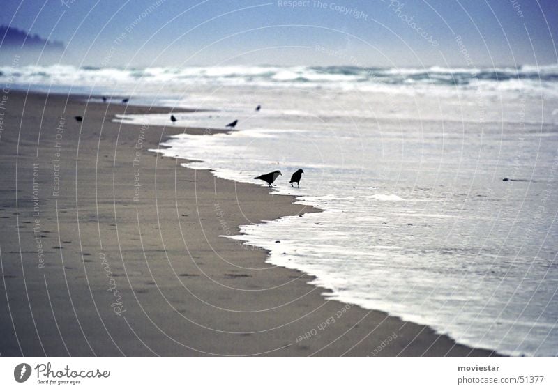 blackbirds Beach Raven birds Bird Ocean Fog Oregon Cannon Beach Water Sand