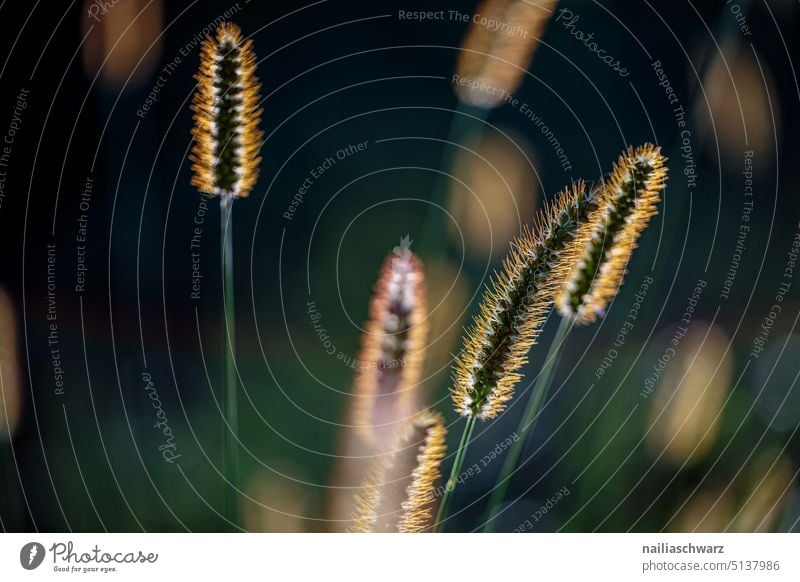 Leaves of grass in the evening sunshine Gray Brown blurriness Meadow Delicate sparkle naturally Shallow depth of field Exterior shot Deserted Detail