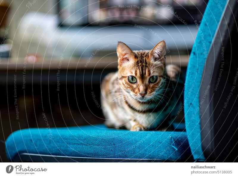 Bengal cat on office chair bengal cat Cat relaxed Interior shot Living or residing Flat (apartment) Animal Looking Observe Bengali Cat Elegant Curiosity Cute