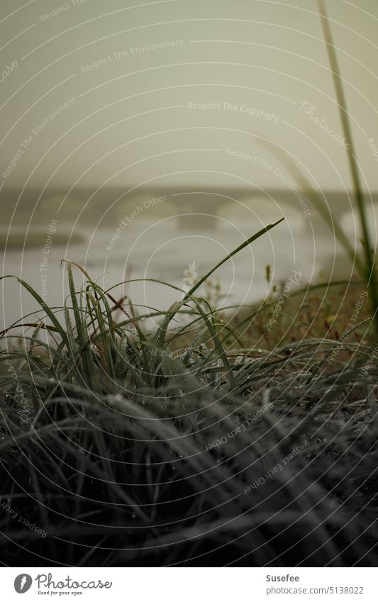 View through frosty grass on an old bridge Bridge Tourist Attraction Manmade structures Architecture Deserted Germany Historic Water River Autumn Cold Frost Fog