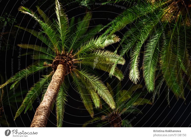 Branches of date palm tree under night sky. Amazing natural background. Looking up, summer vacation concept. Scene on tropical island beach. travel sun nature