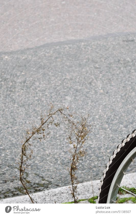 Close-up: rear wheel of a bicycle and some scrawny stalks on the roadside Bicycle Bicycle tyre Profile Structures and shapes Street Roadside Cycling Spokes