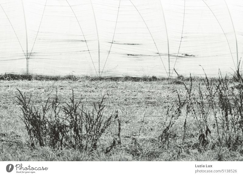 Gardening in winter, black and white: in front of a white foil greenhouse scrawny stalks in the snow Market garden Greenhouse Winter Drought chill Snow White