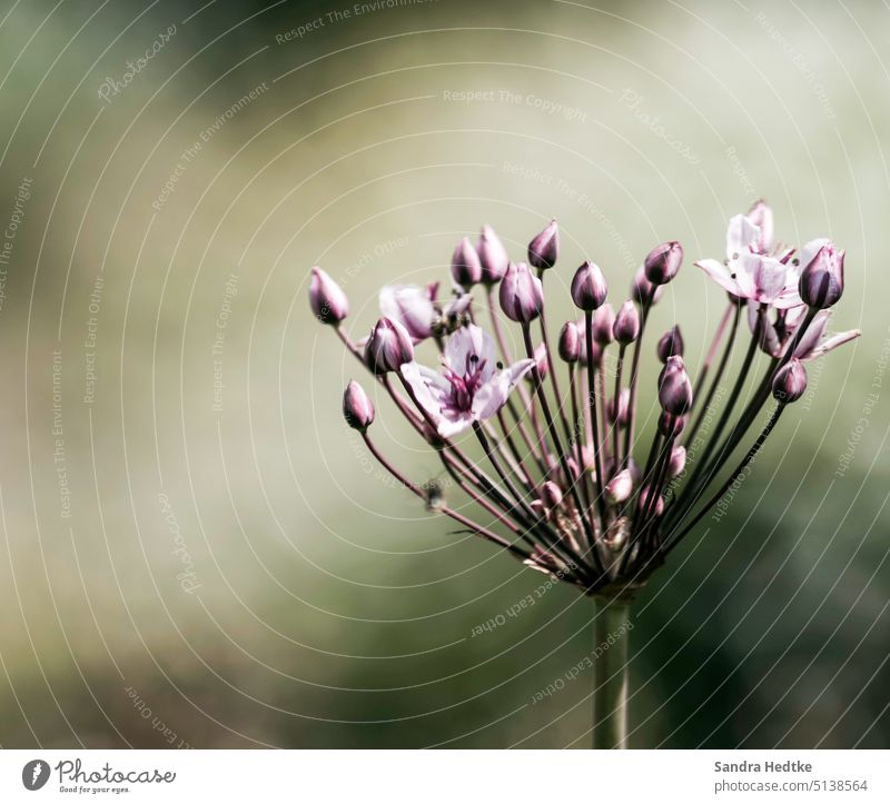 blue Blossom Bud Flower Plant Nature Green Close-up Detail Deserted Colour photo Exterior shot Shallow depth of field Blossoming Environment Garden naturally