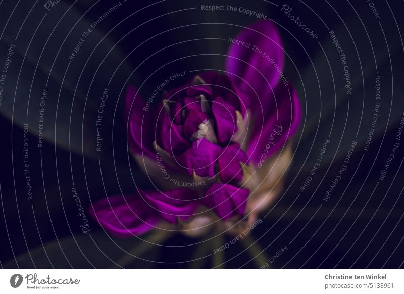 Rhododendron purple flower buds open soon Rhododendrom Rhododendron flower Bud Low-key Plant Garden Green Spring flora Violet blossom Nature Dark Holiday season