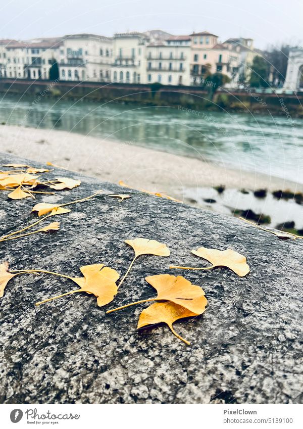 Winter impression in Verona Laub Blätter Herbst Bäume Herbstlaub natur herbstlich Nahaufnahme natürlich grün Verona, Italien, Fluß