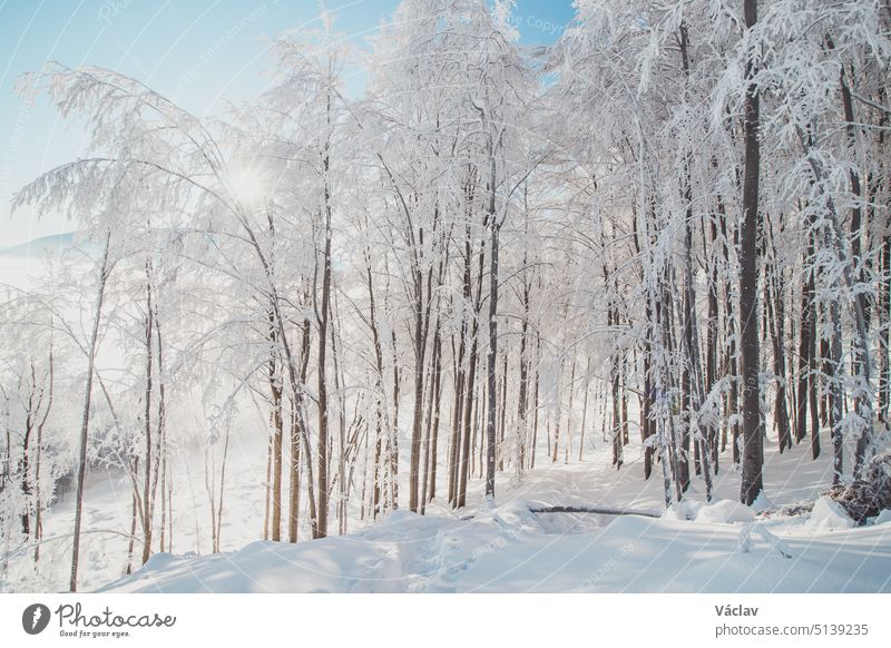 Fairy-tale winter scenery of a snow-covered forest and the morning sunlight shining through the trees and glistening on the pristine snow cover. Beskydy mountains, Czech republic