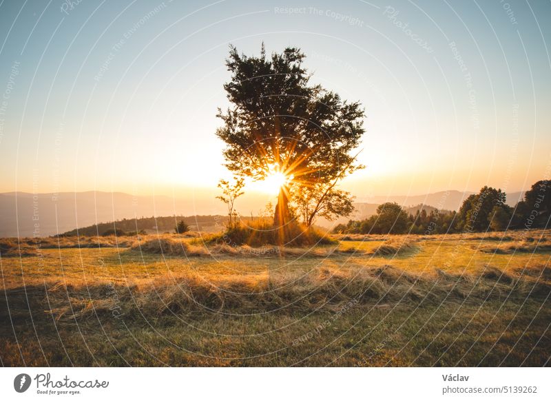 Setting sun streams through an old single oak tree in a field after cutting hay. A view into an orange sphere. Trinec, Beskydy mountains, Czech republic smiling