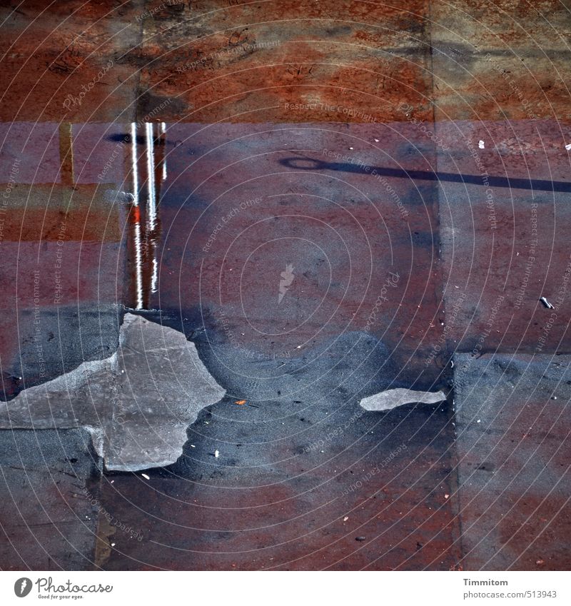 You have to sort it out! Water Roof Sign Listening To talk Esthetic Brown Gray Human being Fish Negotiations Reflection Flat roof Shadow Moody Silhouette