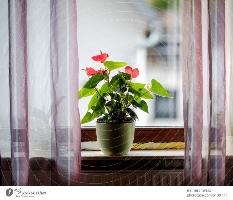 Flower pot with a plant on the windowsill. Pot plant Drape Cloth Flowerpot leaves Botany Decoration Green Plant Leaf Houseplant botanical Foliage plant at home